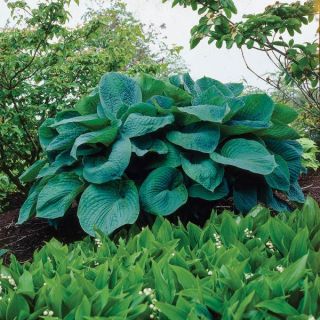 Big Daddy Hosta Thumbnail
